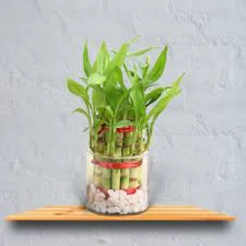 Bamboo Plant